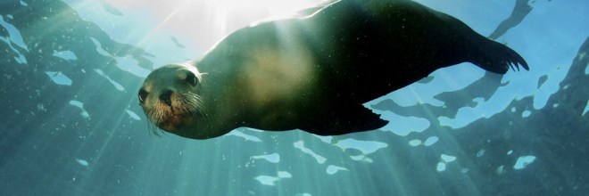 Seals, Sea Lions Might have Brought Tuberculosis Towards the ” new world “