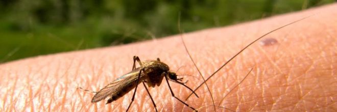 Breakthrough Study Shows How Mosquitoes Smell Us, Can lead to Better Repellants
