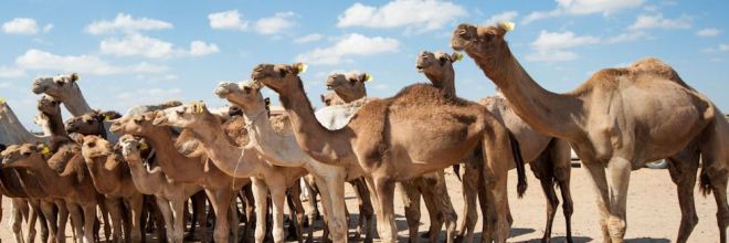 More Coronavirus Detected In Camels, Humans In Middle East