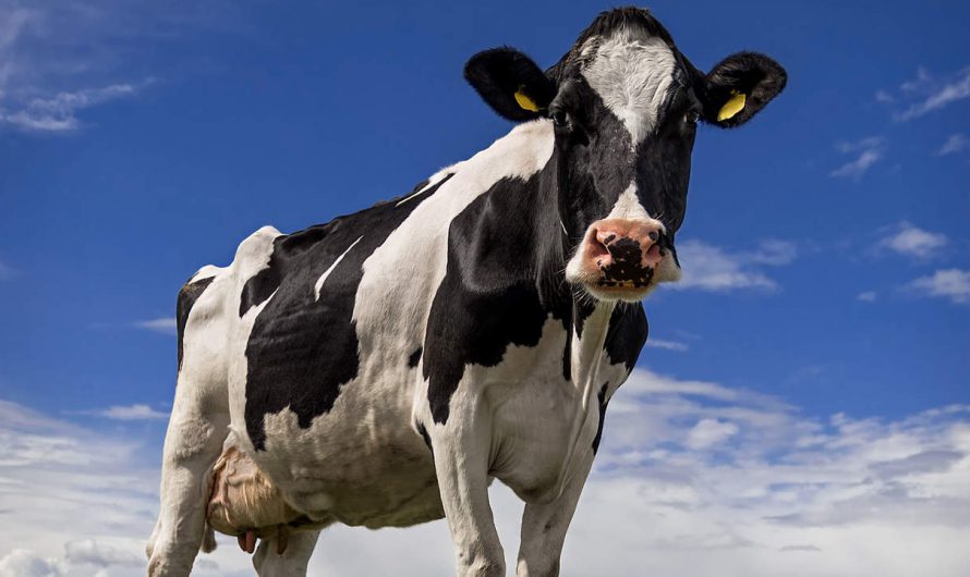 Eliminating Dairy? Follow These 5 Tips At a Nutritionist
