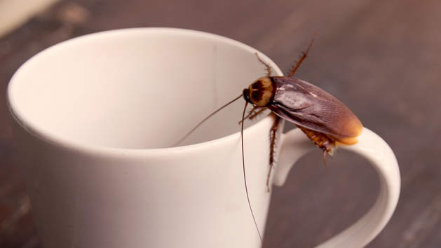 What exactly is Cockroach Milk and is also It just a Superfood?