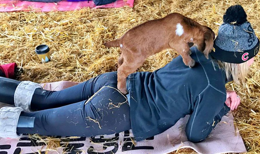 Goat Yoga Is one area and It's Unbelievably Cute